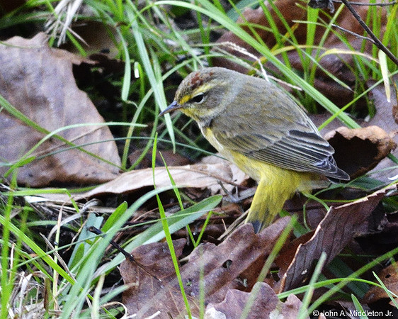 Palm Warbler Hunting