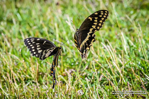 Palamedes Mating Dance