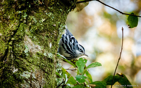 Black and White Warbler