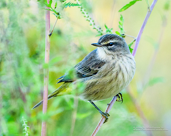 Palm Warbler