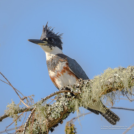 Kingfisher At Home