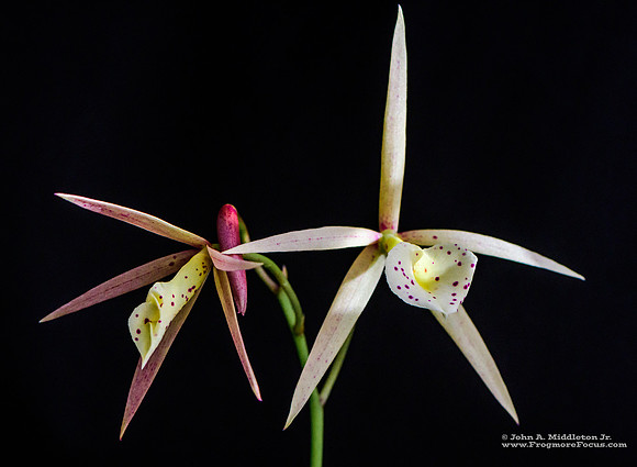 BLC NOID