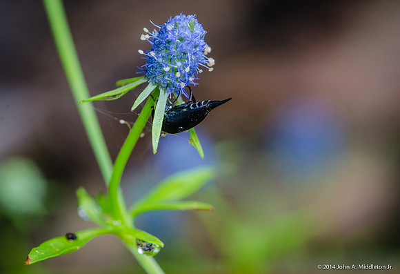 Baldwin's Eryngo with Beetle