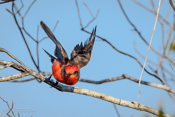 Flying Flycatcher