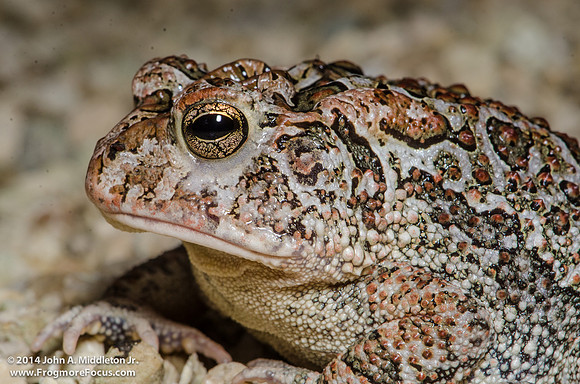 Southern Toad