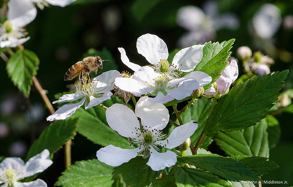 Honeybee Working Blackberry