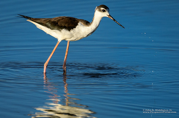 Black-necked Stilt