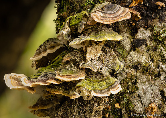 Shelf Fungus