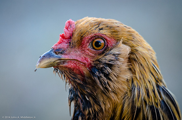 Easter Egger