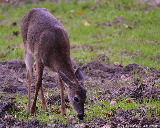 Button Buck Grazing