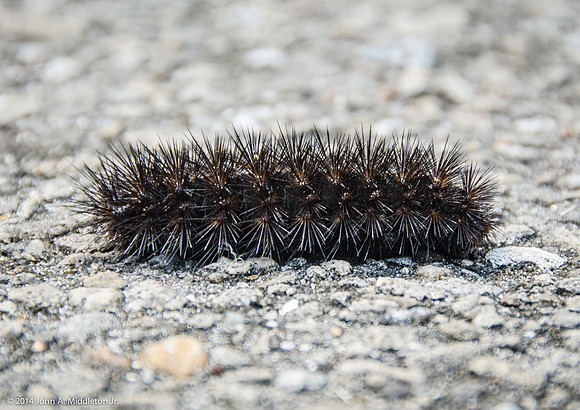 Giant Leopard Moth Caterpillar