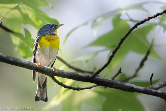 Northern Parula