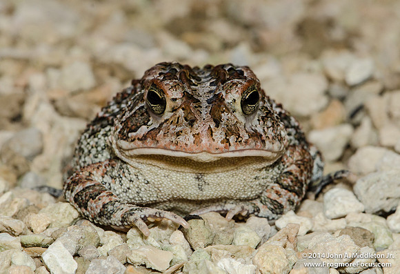 Southern Toad