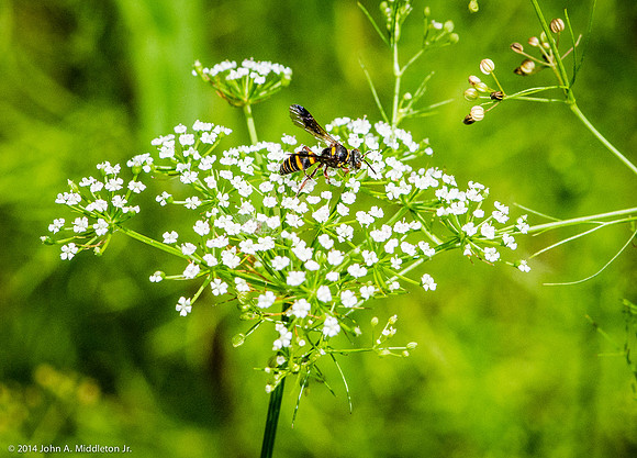 Wasp on Bristly Scaleseed