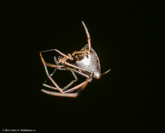 Solder Drop Spider