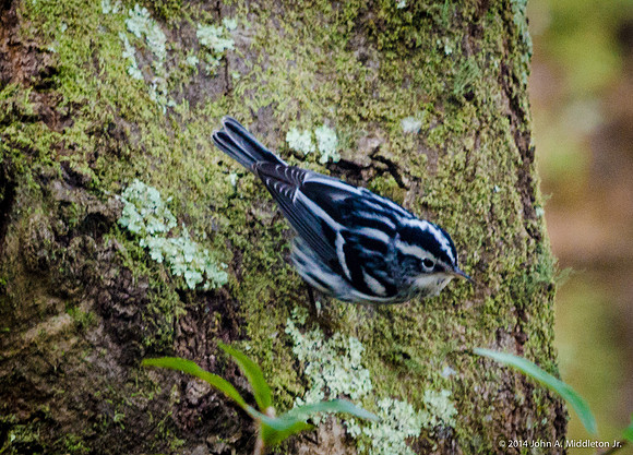 Black and White Warbler