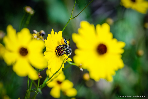 Native Pollinator on Coreopsis