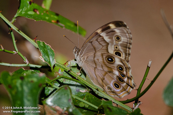 Southern Pearly Eye