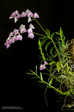 Dendrobium on Cypress Knee