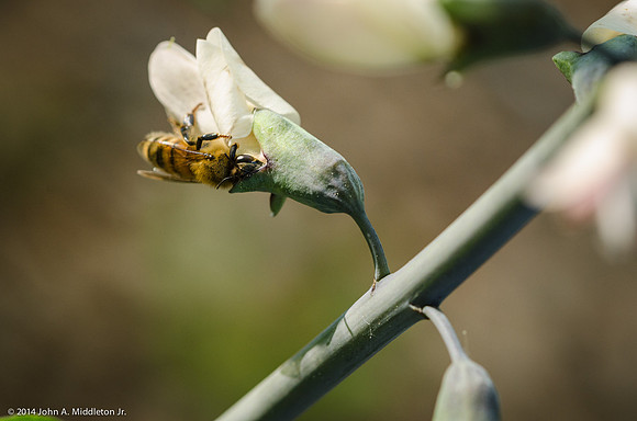 Honeybee on White Indigo