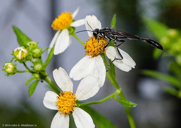 Thread Waisted Wasp