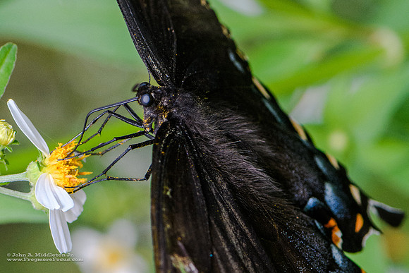 Eastern Tiger Swallowtail (detail)