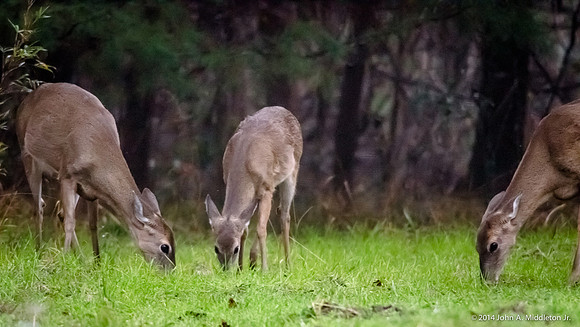 Doe and Daughters