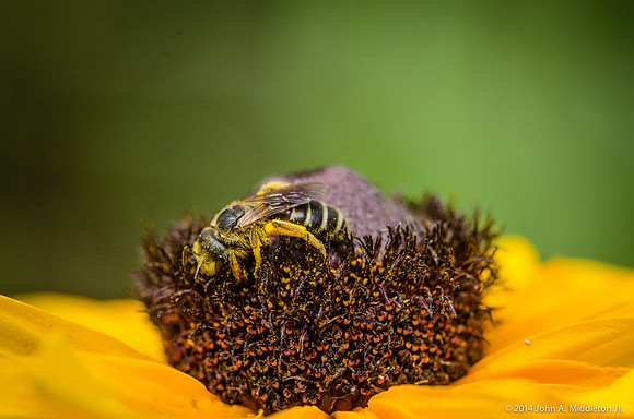Native Bee on Rudbeckia
