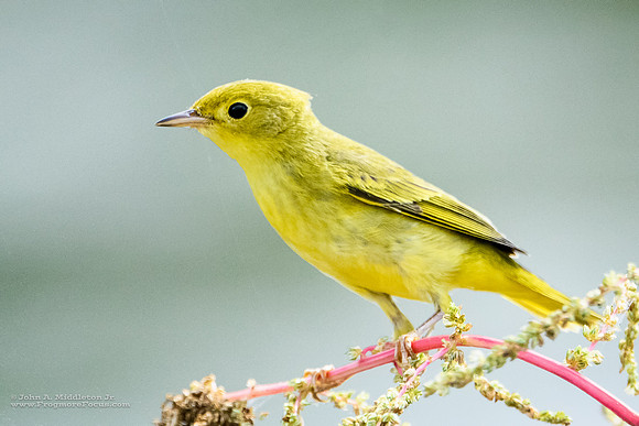 Yellow Warbler