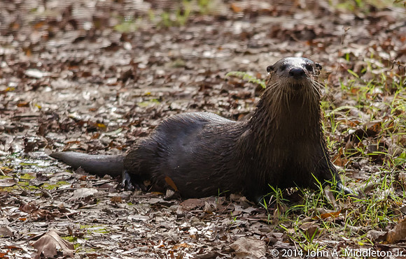 River Otter