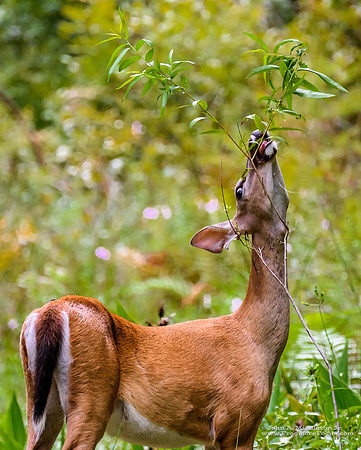 Yearling Browsing