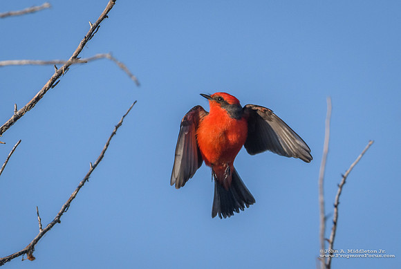Vermillion Flycatcher