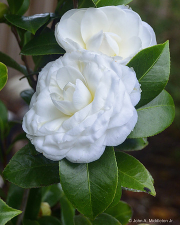 Camelia japonica