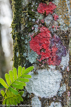 Lichens on Bark