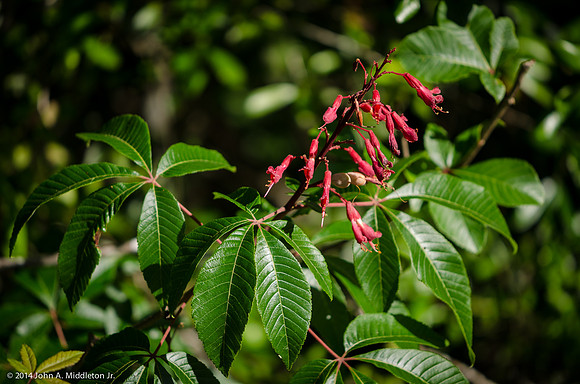 Red Buckeye (Ausculus pavia)
