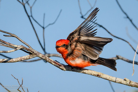 Flying Flycatcher