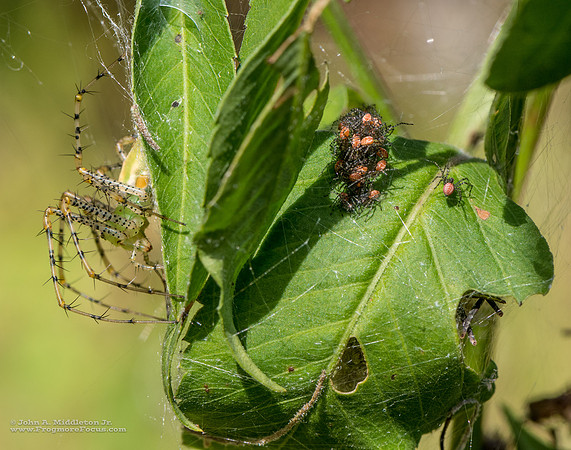 Green Lynx With Young