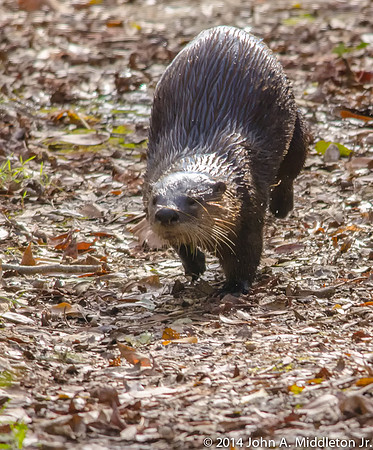 River Otter Running