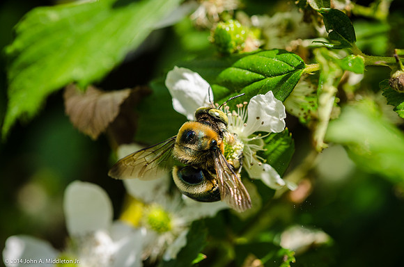 Bumblebee on Blackberry