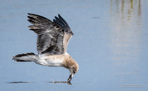Laughing Gull Catch