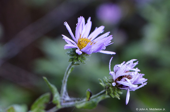 Asters in Morning Dew