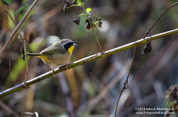 (Common Yellowthroat (male)