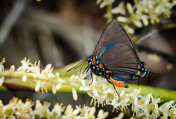Great Purple Hairstreak