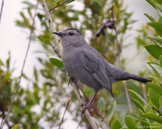 Catbird