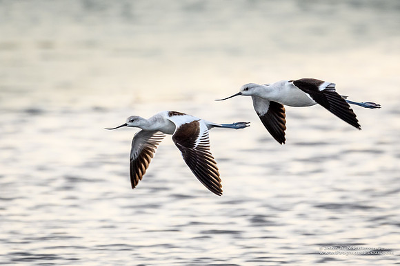 American Avocet