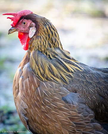 Brown Leghorn Hen