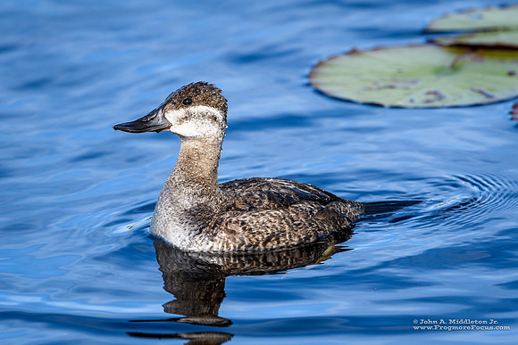 Ruddy Duck (hen)