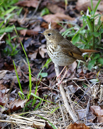 Hermit Thrush