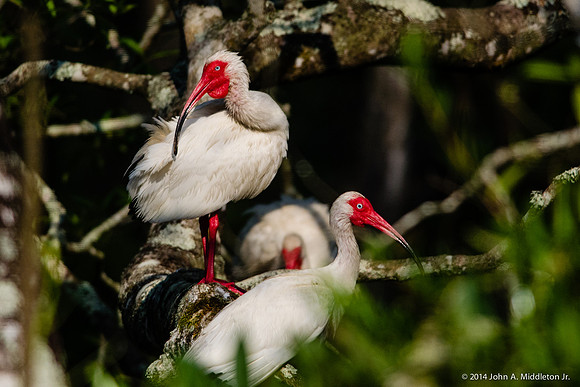 White Ibis Preening