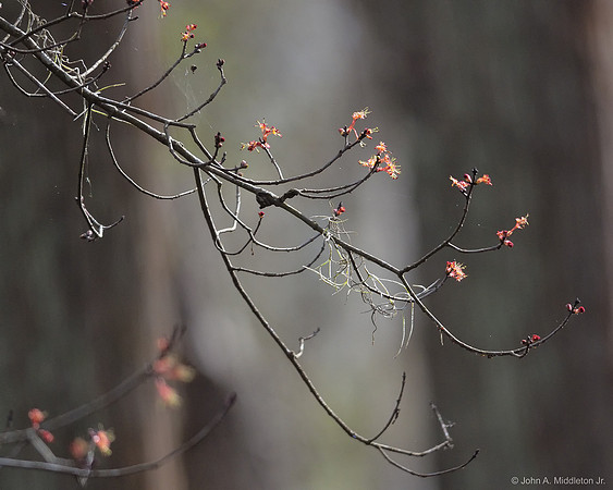 Red Maple Blossoms